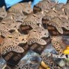 Luipaard traktatie labels